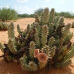 Losing Weight With Tru Hoodia